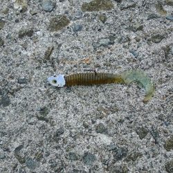 フラットフィッシュ狙いに！