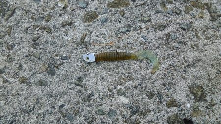 フラットフィッシュ狙いに！