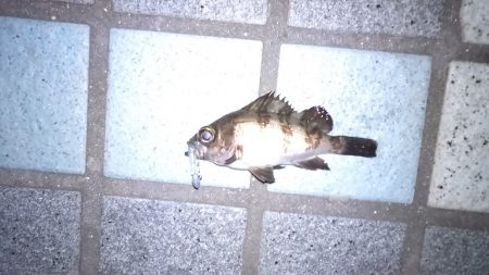 アジングでアジをやっと釣る事が出来ました。