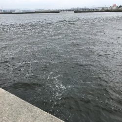 ツバスとモジャコ