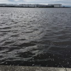 宇部波止　タコ