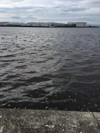 宇部波止　タコ