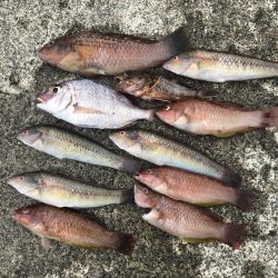 五目釣りと青物