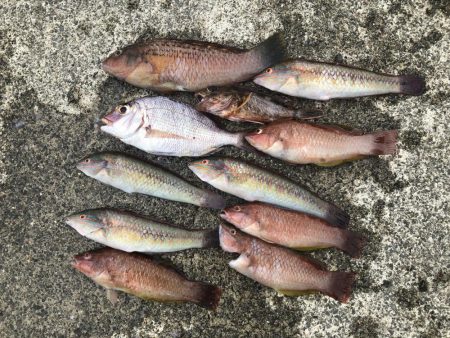 五目釣りと青物