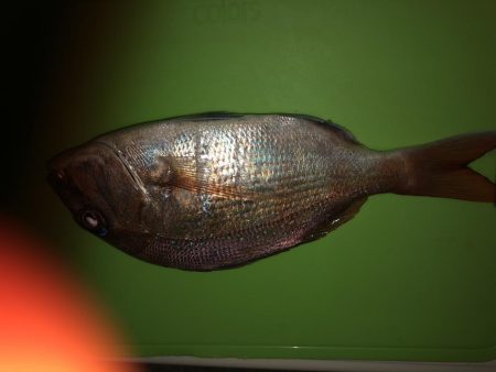 真夏の夜の投げ釣り