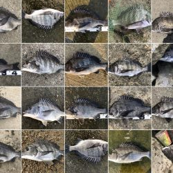 イチノ兄弟、釣果！