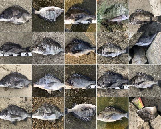 イチノ兄弟、釣果！