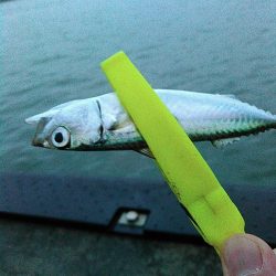 浜名湖 ライトゲーム