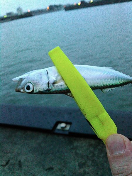 浜名湖 ライトゲーム