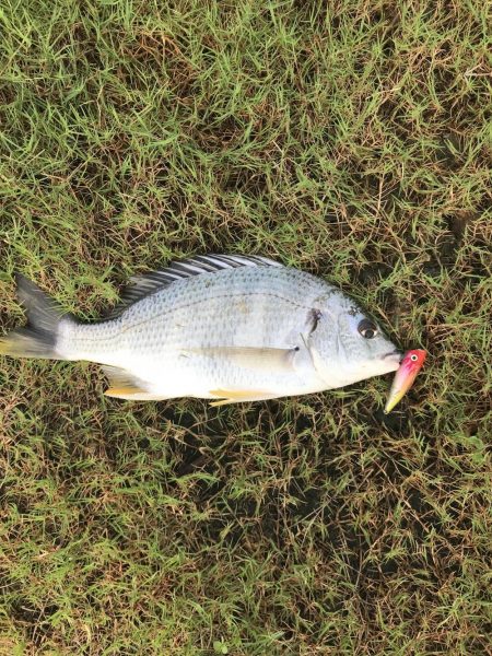 チヌトップゲームおもしろい