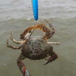 ２日連続でマゴチをゲット！