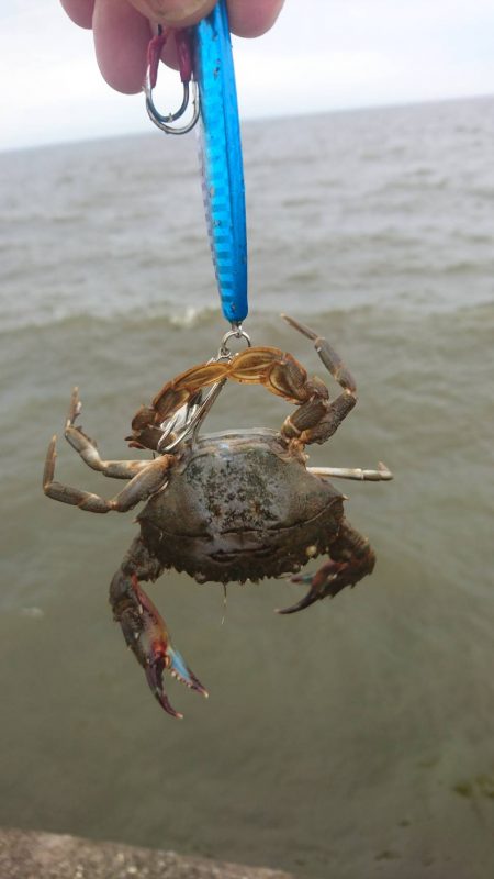 ２日連続でマゴチをゲット！