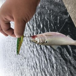 ショアジギからシーバスゲームへ