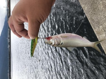 ショアジギからシーバスゲームへ