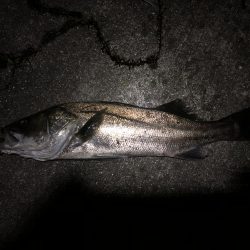 シーバストレーニング