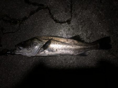 シーバストレーニング