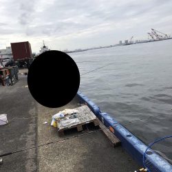 神戸港ツバス・モジャコ