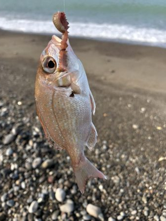 ライトタックルちょい投げ初‼︎