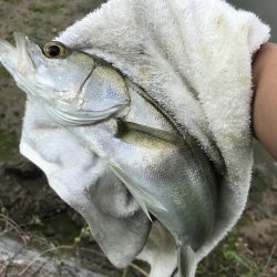 今シーズン初メッキ!