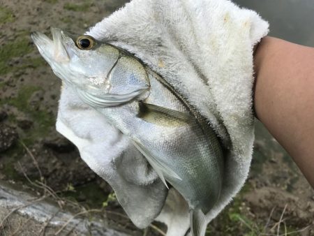 今シーズン初メッキ!