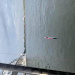 もう少しでハマチ？