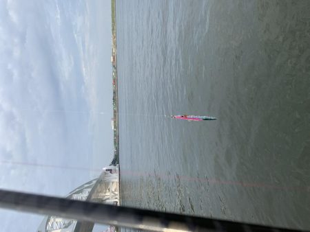 もう少しでハマチ？