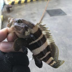 オクトパッシング デイアジング