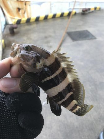 オクトパッシング デイアジング