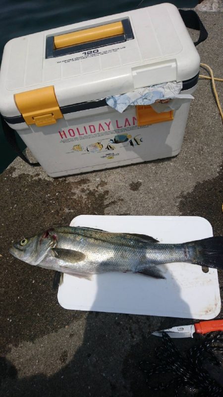 足元でシーバス