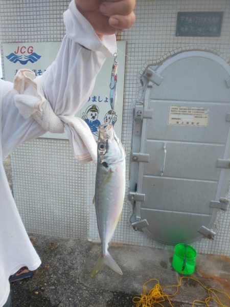 ソウダガツオからアジ