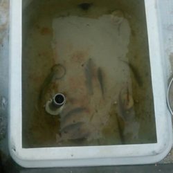 船サビキ釣りでアジサバ狙い