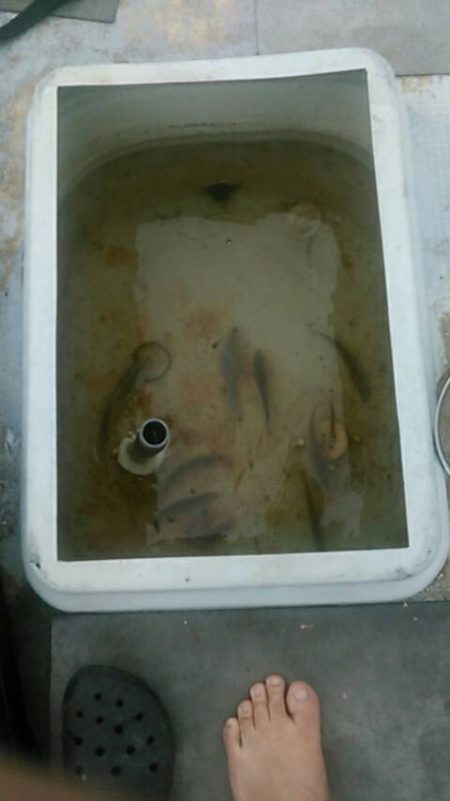 船サビキ釣りでアジサバ狙い