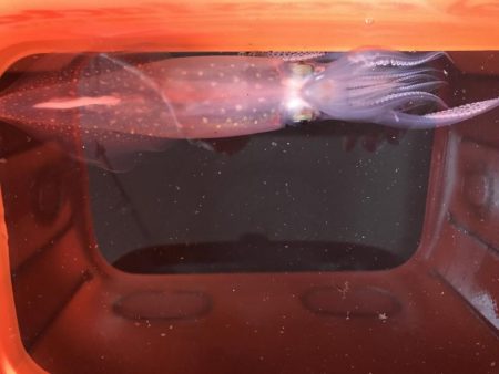 シーバスどこへ…