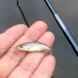 手長エビ・小魚 リレー釣り