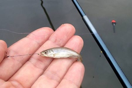 手長エビ・小魚 リレー釣り