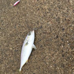 ツバスがデカくなってきた