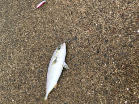 ツバスがデカくなってきた