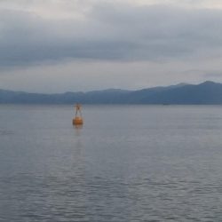 今年初のキジハタ