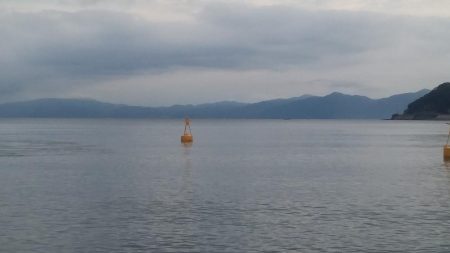 今年初のキジハタ