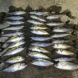 瀬戸内の島アジング(2019-8)