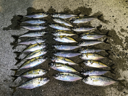 瀬戸内の島アジング（2019-8)