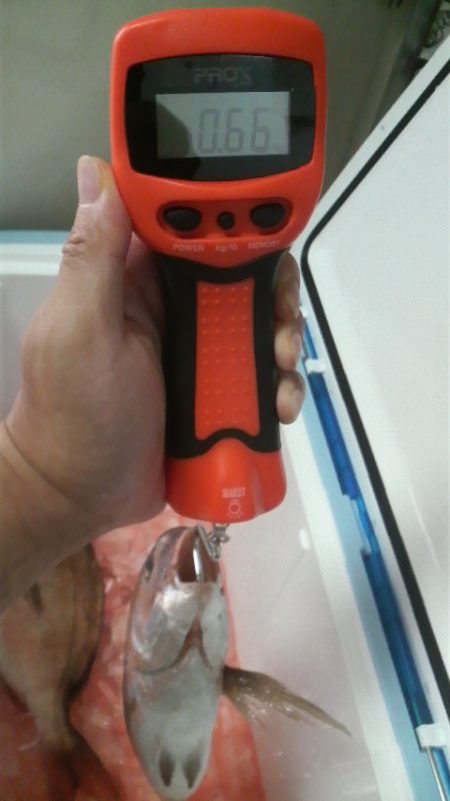 今年は不調・・・