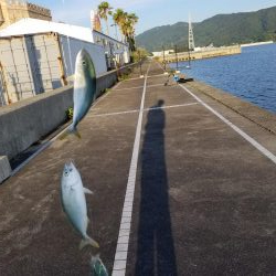 マリーナシティでジグサビキ威力発揮