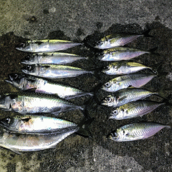 瀬戸内の島アジング（2019-9)