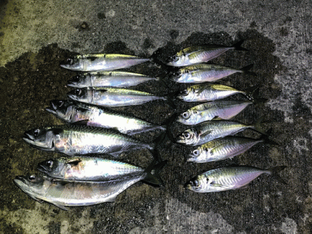 瀬戸内の島アジング（2019-9)