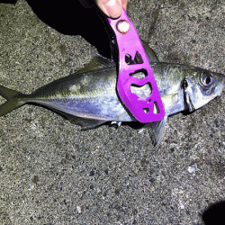 日本海アジング(2019-10)