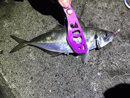 日本海アジング(2019-10)