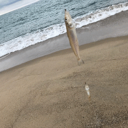 日本海キス釣り(2019-4)