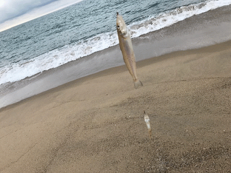 日本海キス釣り(2019-4)