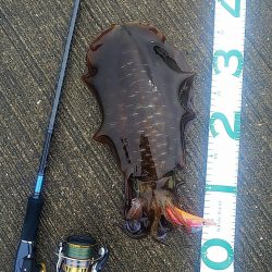アオリイカまだ釣れます